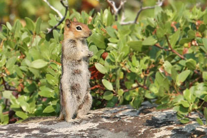 Golden-mantled Ground Squirrel Image @ Kiwifoto.com