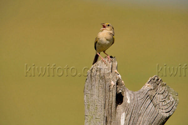 Grasshopper Sparrow Image @ Kiwifoto.com
