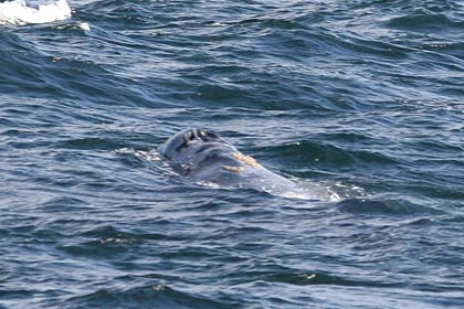 Gray Whale Picture @ Kiwifoto.com