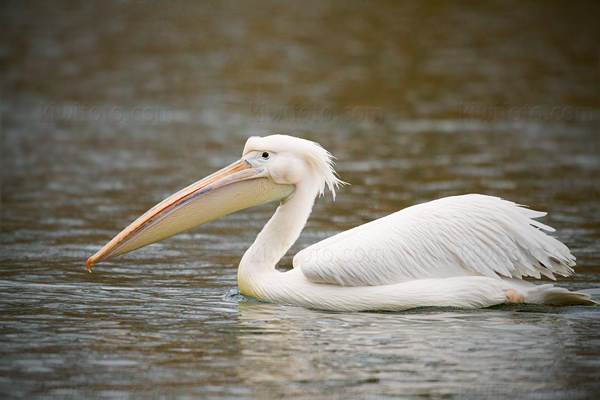 Great White Pelican Photo @ Kiwifoto.com
