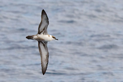 Greater Shearwater Picture @ Kiwifoto.com