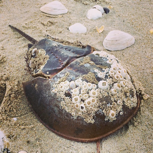 Horseshoe Crab Photo @ Kiwifoto.com