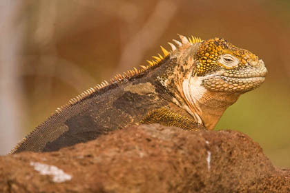Land Iguana Picture @ Kiwifoto.com