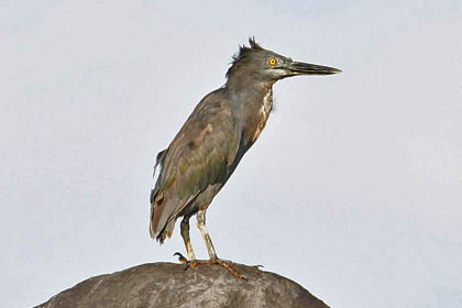 Lava Heron Image @ Kiwifoto.com