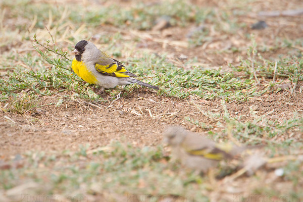 Lawrence's Goldfinch Picture @ Kiwifoto.com