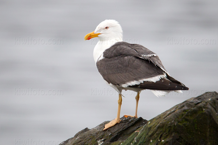Lesser Black-backed Gull Picture @ Kiwifoto.com