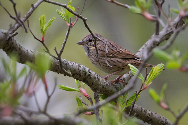 Lincoln's Sparrow Picture @ Kiwifoto.com
