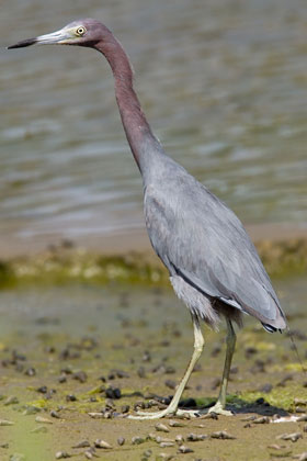 Little Blue Heron Picture @ Kiwifoto.com