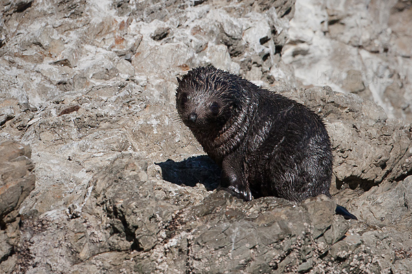 New Zealand Fur Seal Picture @ Kiwifoto.com