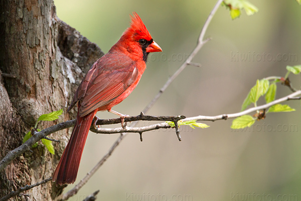 Northern Cardinal Photo @ Kiwifoto.com