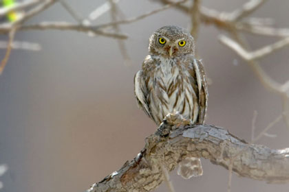 Northern Pygmy-owl Image @ Kiwifoto.com