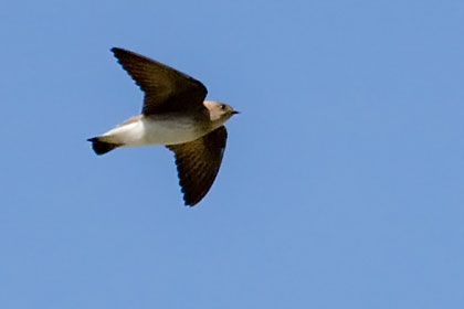 Northern Rough-winged Swallow Photo @ Kiwifoto.com