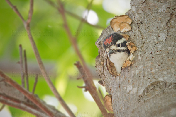 Nuttall's Woodpecker (chick)