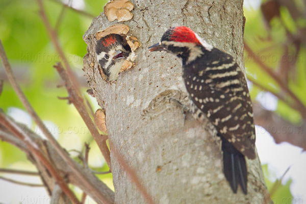 Nuttall's Woodpecker (adult male feeding chick)