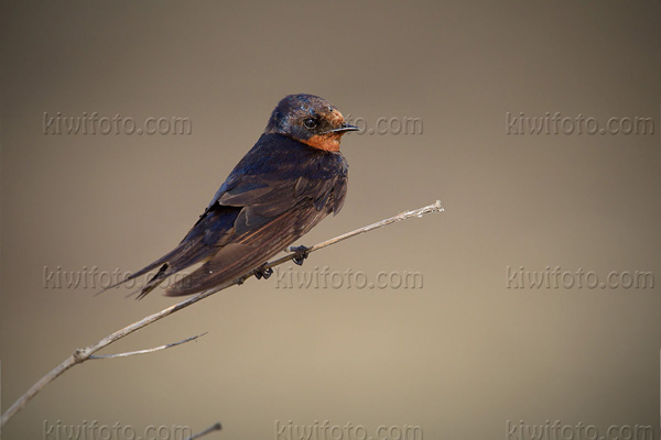 Pacific Swallow Image @ Kiwifoto.com
