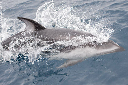 Pacific White-sided Dolphin Picture @ Kiwifoto.com