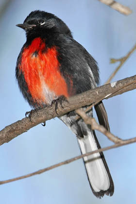 Painted Redstart Photo @ Kiwifoto.com