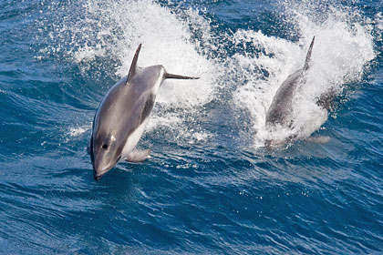 Peale's Dolphin Picture @ Kiwifoto.com