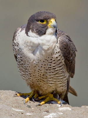 Peregrine Falcon Picture @ Kiwifoto.com