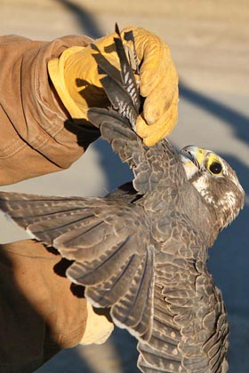 Prairie Falcon Photo @ Kiwifoto.com
