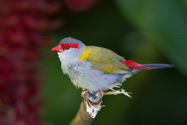 Red-browed Finch Photo @ Kiwifoto.com