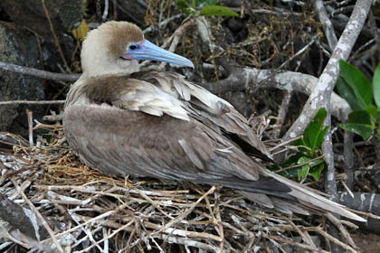 Red-footed Booby Image @ Kiwifoto.com