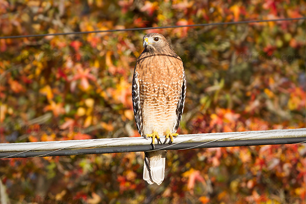 Red-shouldered Hawk Image @ Kiwifoto.com