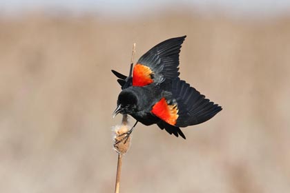 Red-winged Blackbird Photo @ Kiwifoto.com