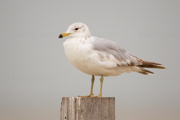 Ring-billed Gull Photo @ Kiwifoto.com