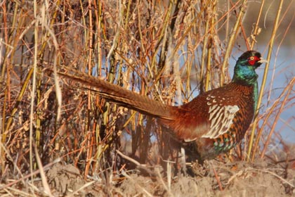 Ring-necked Pheasant Image @ Kiwifoto.com
