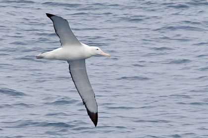 Royal Albatross Picture @ Kiwifoto.com
