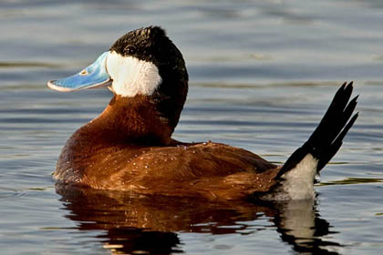 Ruddy Duck Picture @ Kiwifoto.com
