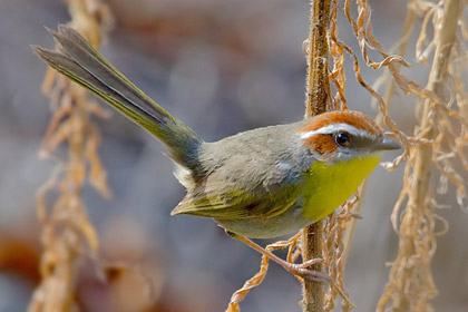 Rufous-capped Warbler Picture @ Kiwifoto.com