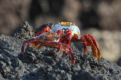 Sally Lightfoot Crab Photo @ Kiwifoto.com