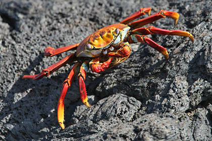 Sally Lightfoot Crab Picture @ Kiwifoto.com