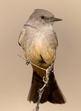 Say's Phoebe (Incubating Female showing 'Brood Patch')
