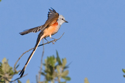 Scissor-tailed Flycatcher Picture @ Kiwifoto.com