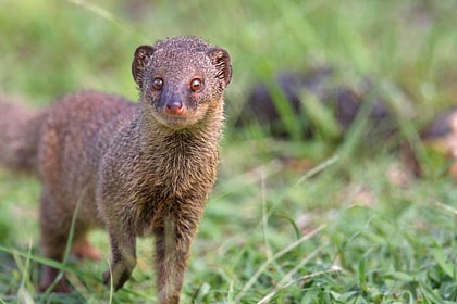 Small Indian Mongoose Image @ Kiwifoto.com