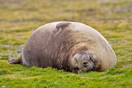 Southern Elephant Seal Photo @ Kiwifoto.com