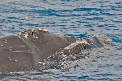 Southern Right Whale Photo @ Kiwifoto.com