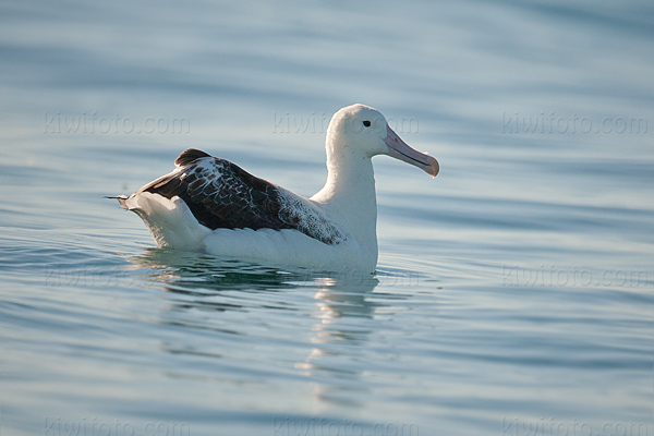 Southern Royal Albatross Picture @ Kiwifoto.com