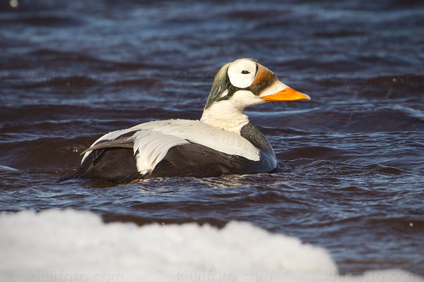 Spectacled Eider Picture @ Kiwifoto.com