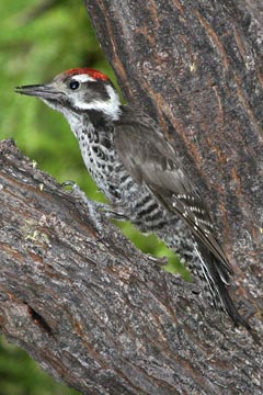 Strickland's Woodpecker Picture @ Kiwifoto.com