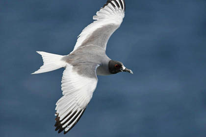 Swallow-tailed Gull Photo @ Kiwifoto.com