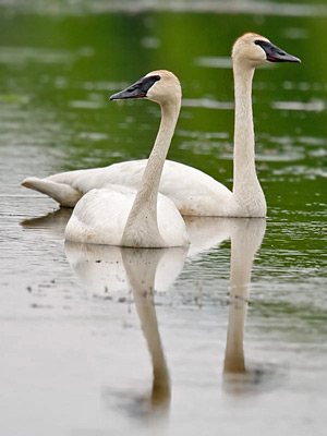 trumpeter swan. Trumpeter Swan Picture