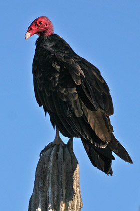 Turkey Vulture Picture @ Kiwifoto.com