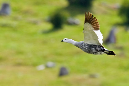 Upland Goose Image @ Kiwifoto.com
