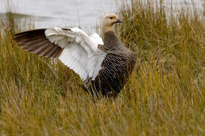 Upland Goose Image @ Kiwifoto.com