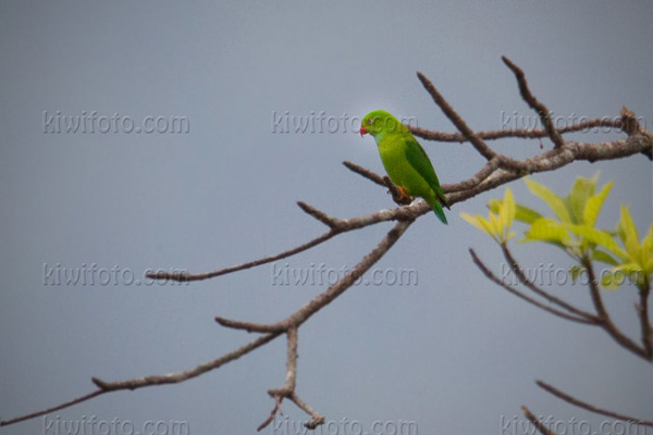 Vernal Hanging-parrot Image @ Kiwifoto.com
