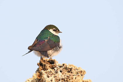 Violet-green Swallow Picture @ Kiwifoto.com